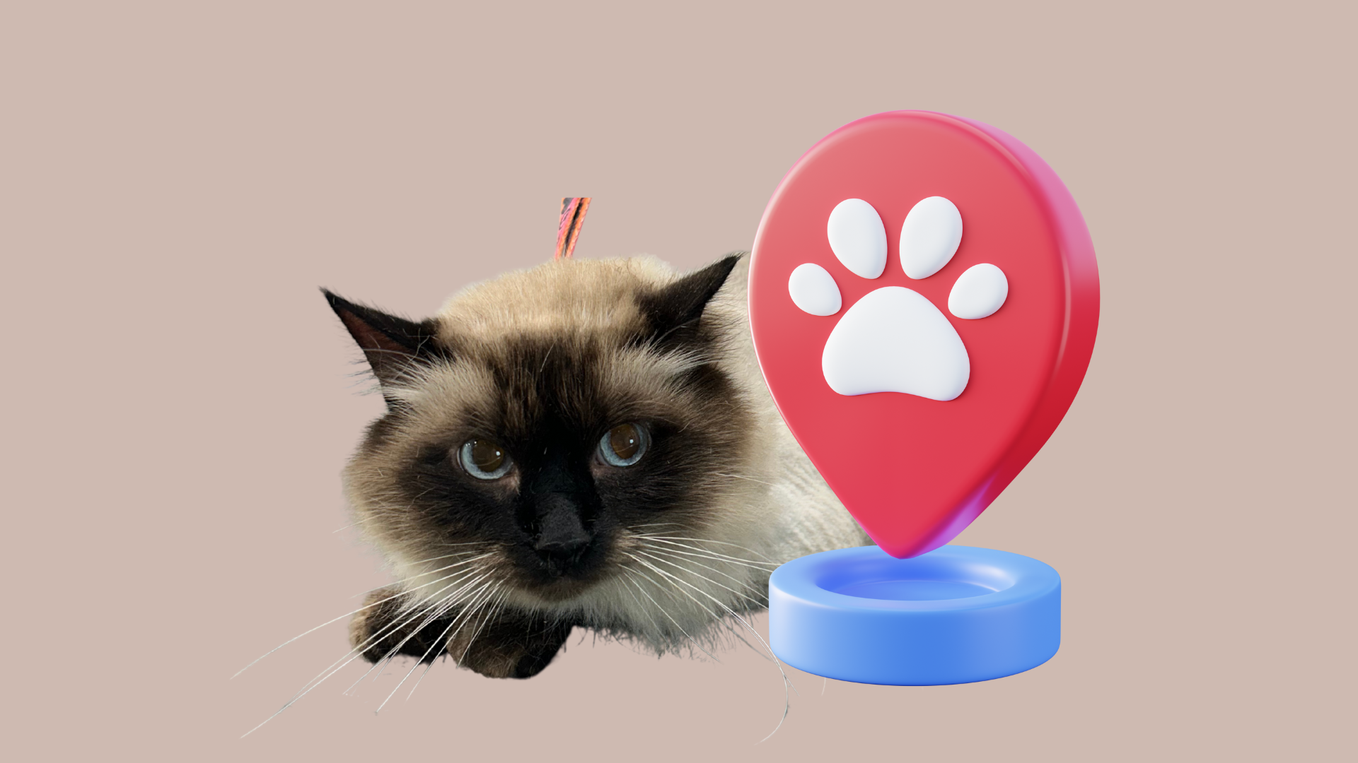 Gestión de redes sociales