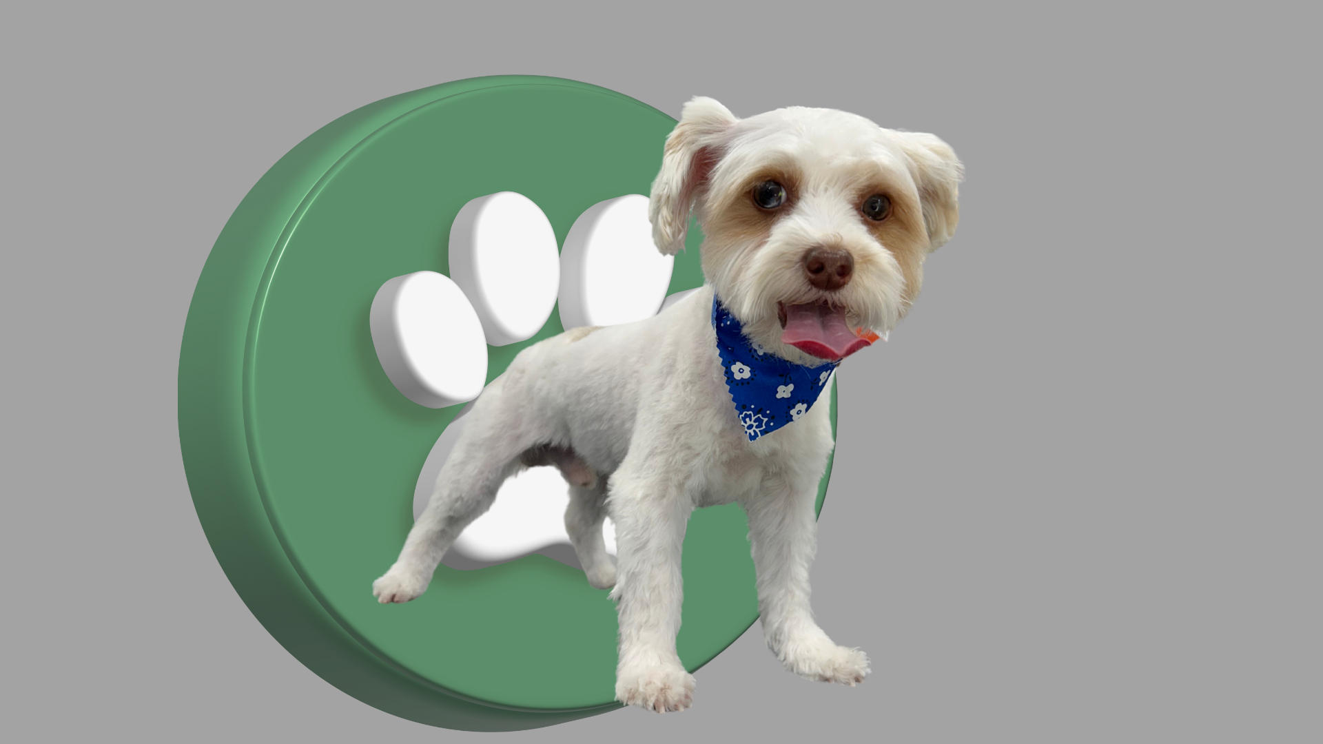 Diseño web profesional